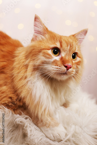 Lovable red cat on lights background