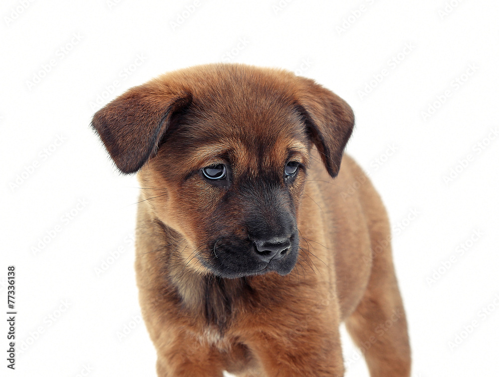 Cute puppy isolated on white