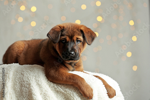Cute puppy on Christmas lights background © Africa Studio