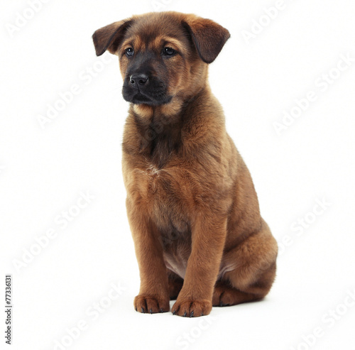 Cute puppy isolated on white