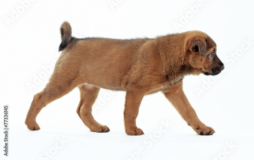 Cute puppy isolated on white