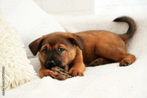 Cute puppy on sofa on brick wall background © Africa Studio