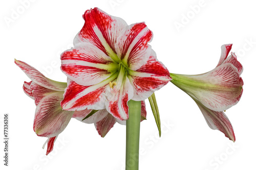 Gippeastrum, Amaryllis (lat. Hippeastrum, Amaryllis), isolated o photo