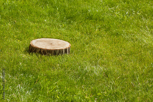 tree stump on the grass