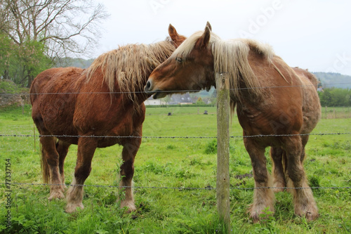 Percheron horse