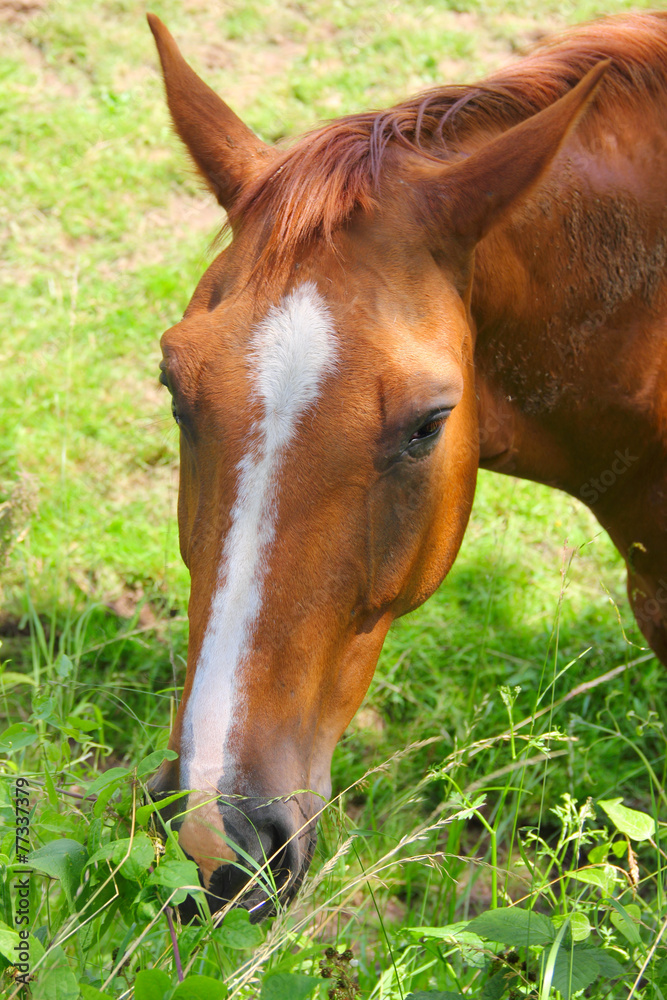 Fototapeta premium Horse eating grass