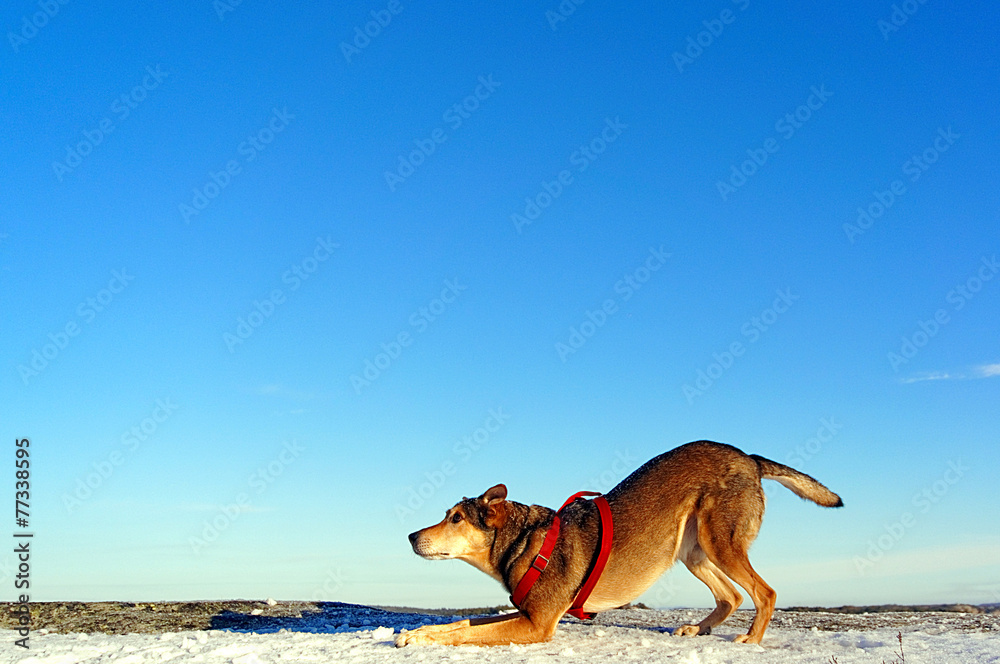 Dog playing with time winter walk Dog playing with time winter walk