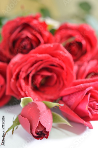 red roses on background