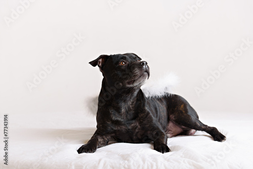 staffordshire bull terrier dog in angel wings