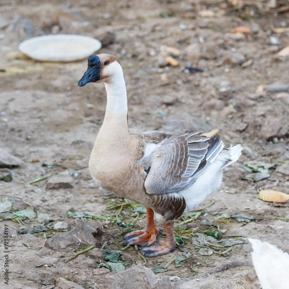 Obraz premium brown goose