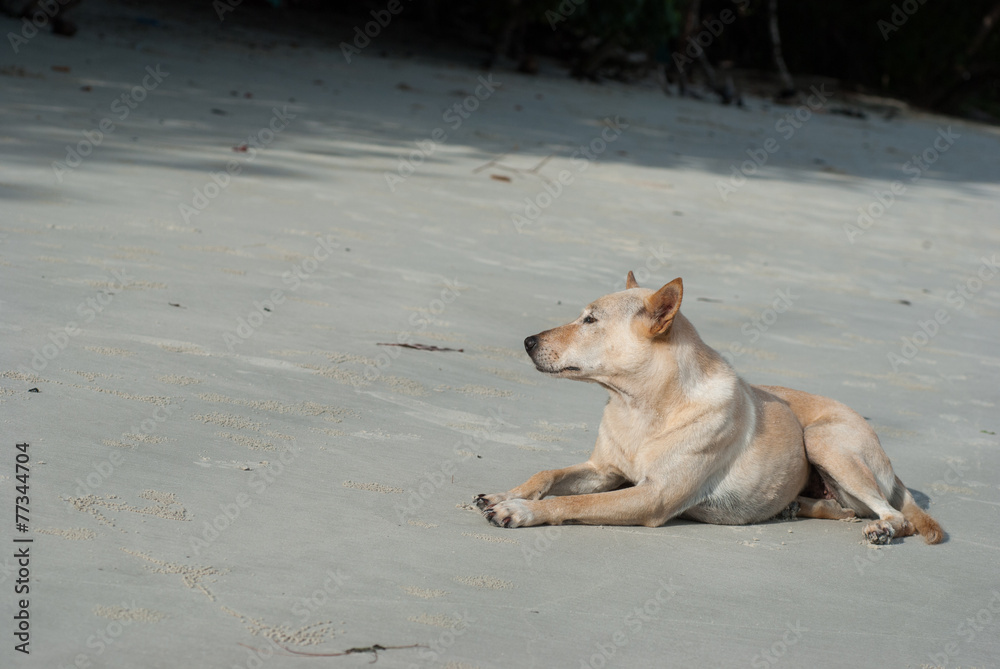 Dog lying in beach