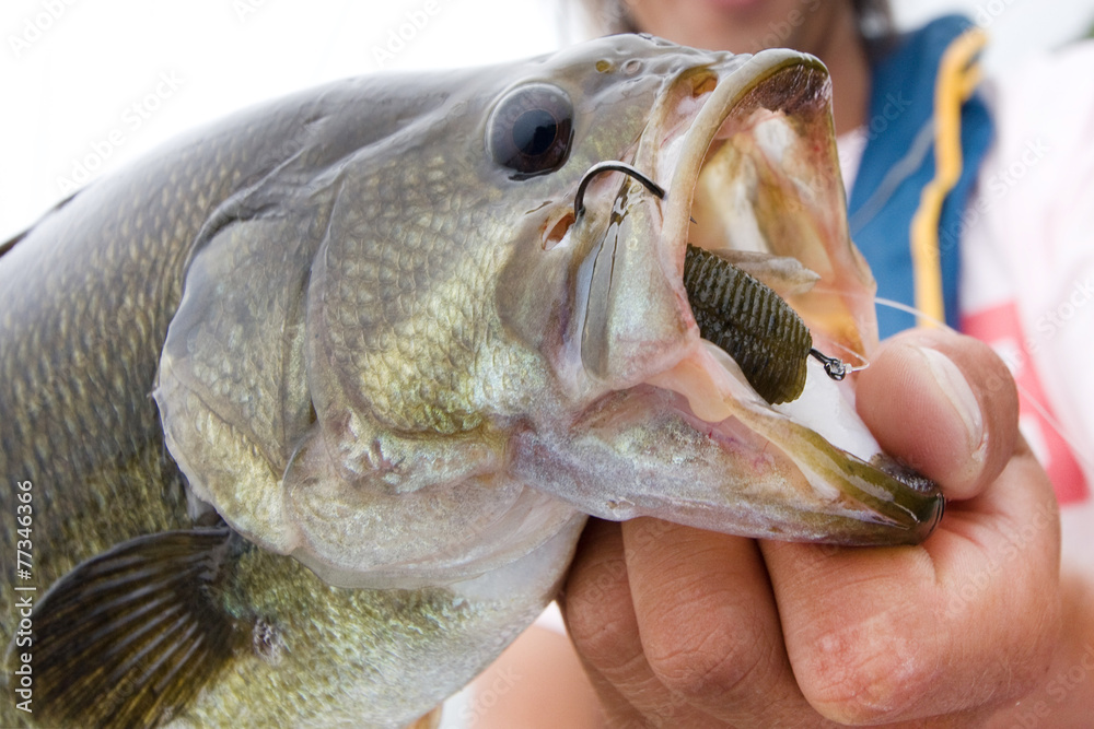 ブラックバス 釣り ルアーと魚の口 Mouth Of The Large Mouth Bass Stock 写真 Adobe Stock