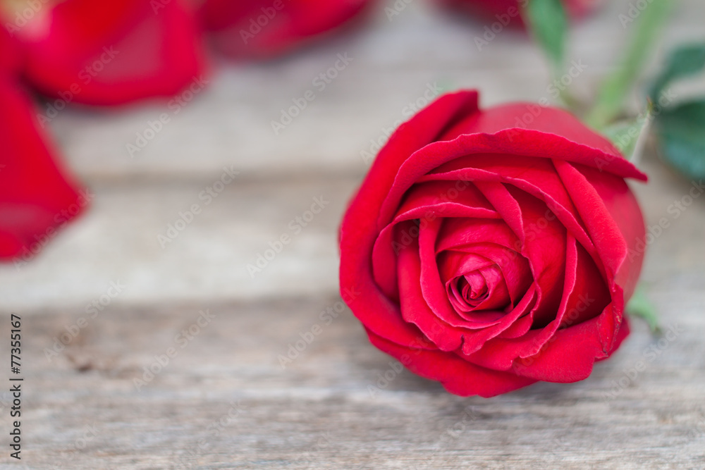 Red roses on wood background
