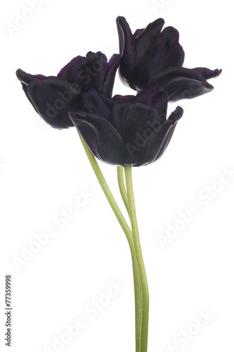 Fototapeta Naklejka Na Ścianę i Meble -  tulip