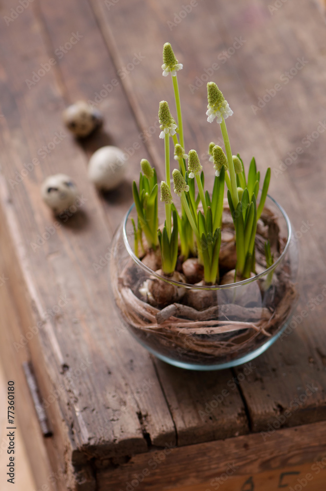 Obraz premium White grape hyacinth flowers in a glass vase.