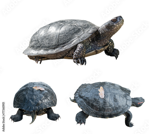 Set of turtles. turtles from different sides. photo