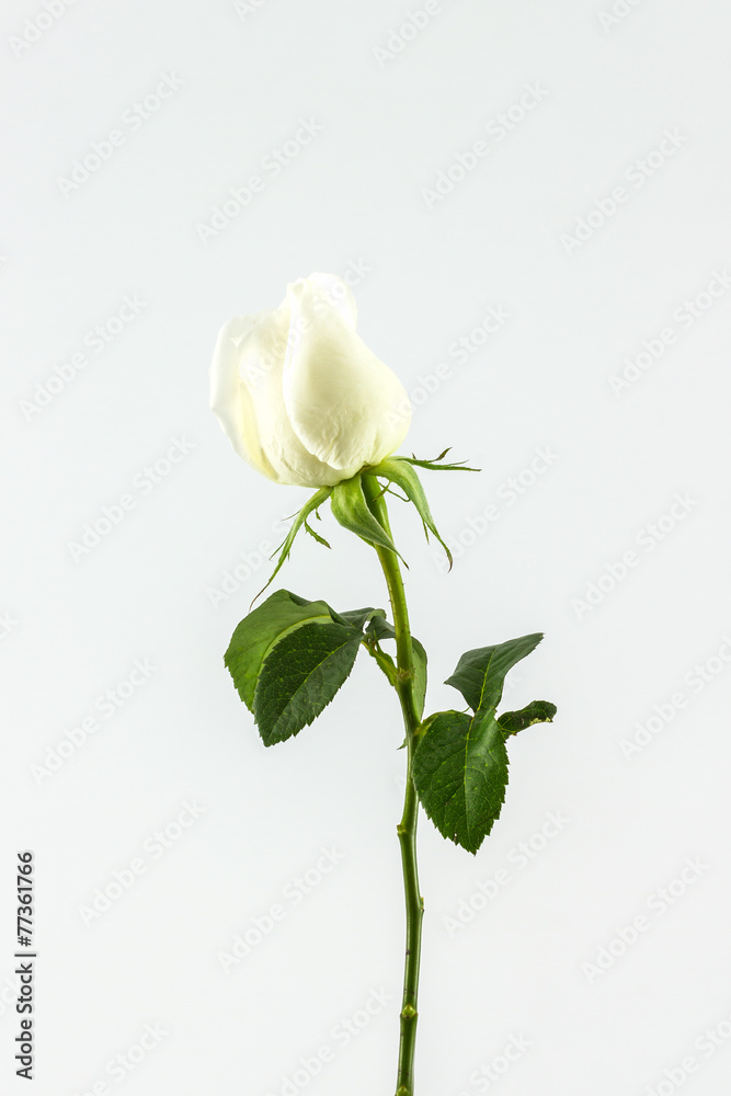 Obraz premium White rose .