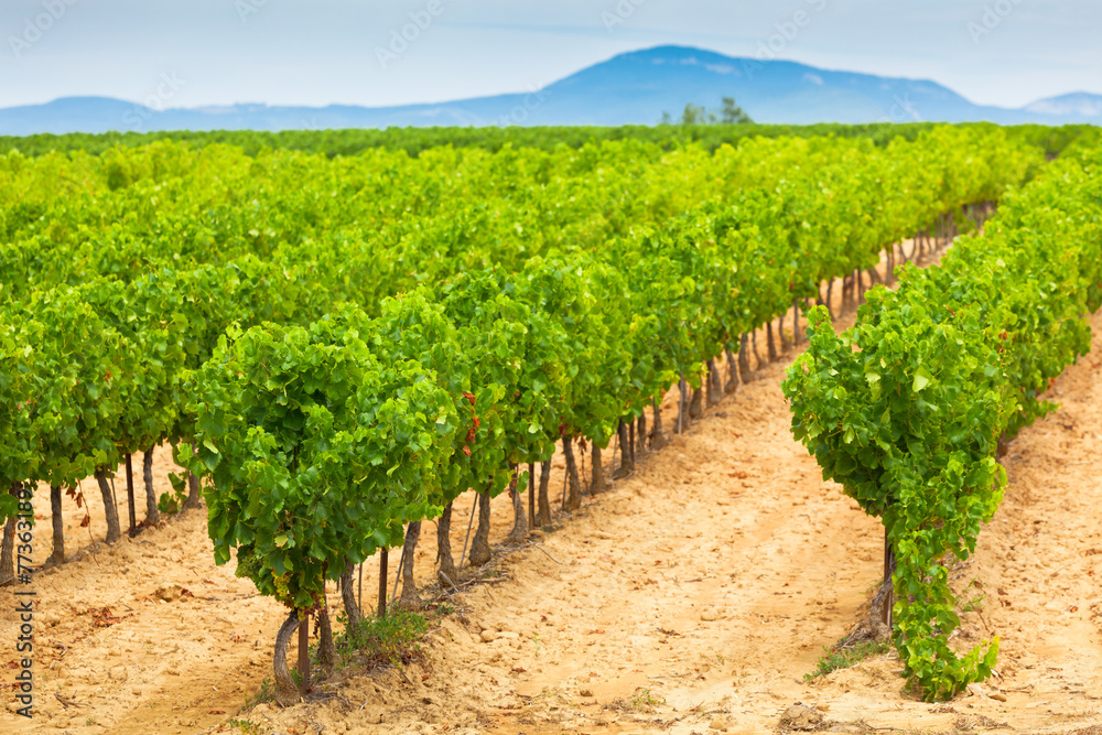 Vineyard Field in Southern France