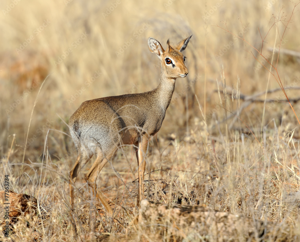 Dik-dik Dik-dik