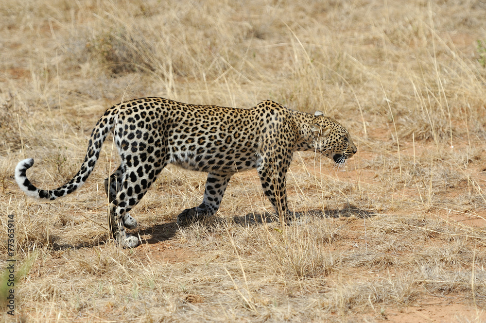 Naklejka premium Leopard