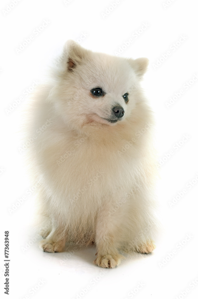 pomeranian spitz pomeranian spitz