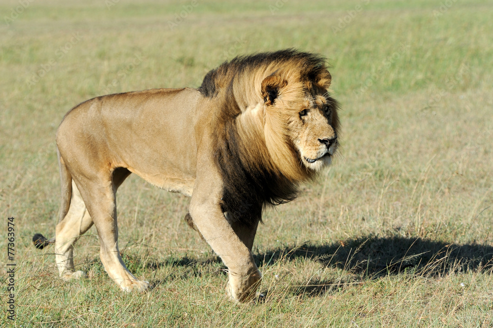 Lion in the grass of Masai Mara, Kenya Lion in the grass of Masai Mara, Kenya