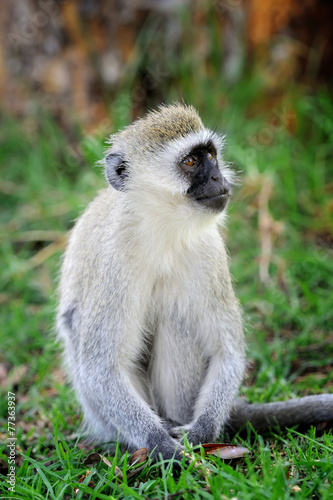 Vervet monkey