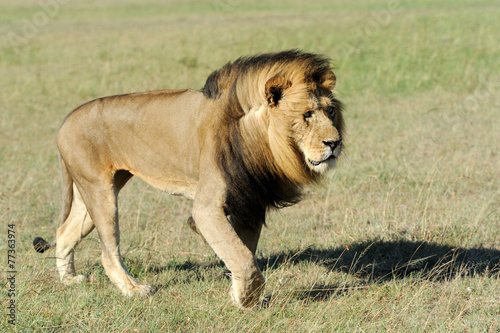 Fototapeta Naklejka Na Ścianę i Meble -  Lion in the grass of Masai Mara, Kenya