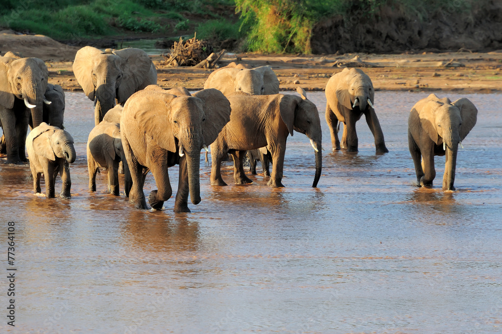 Obraz premium African elephants
