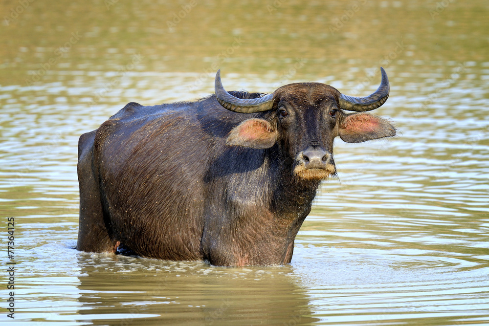 Water buffalo are bathing in a lake Water buffalo are bathing in a lake