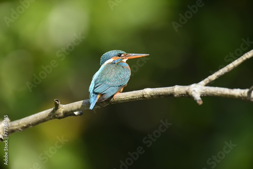 Blue Kingfisher bird