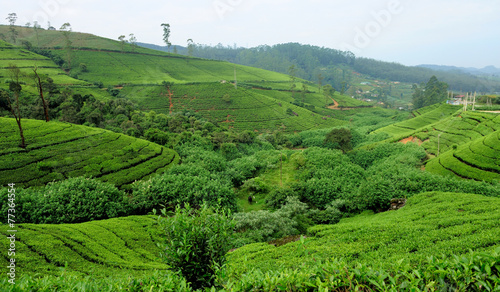 Tea plantation highlands