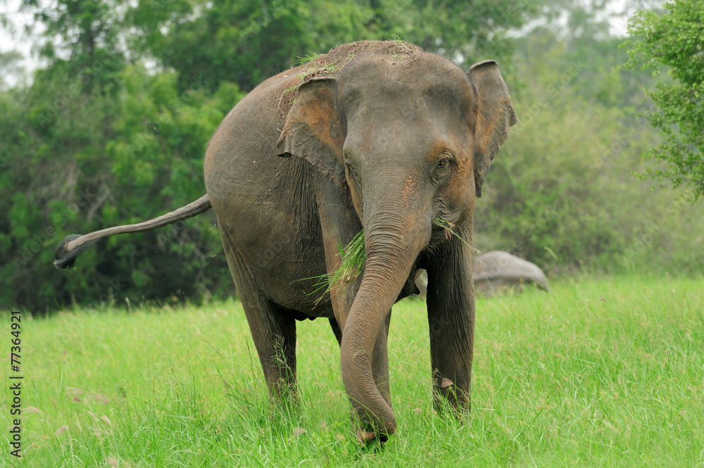 Fototapeta premium Elephants