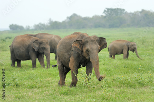 Elephants