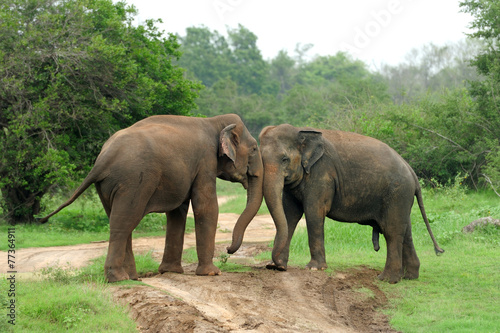 Elephants