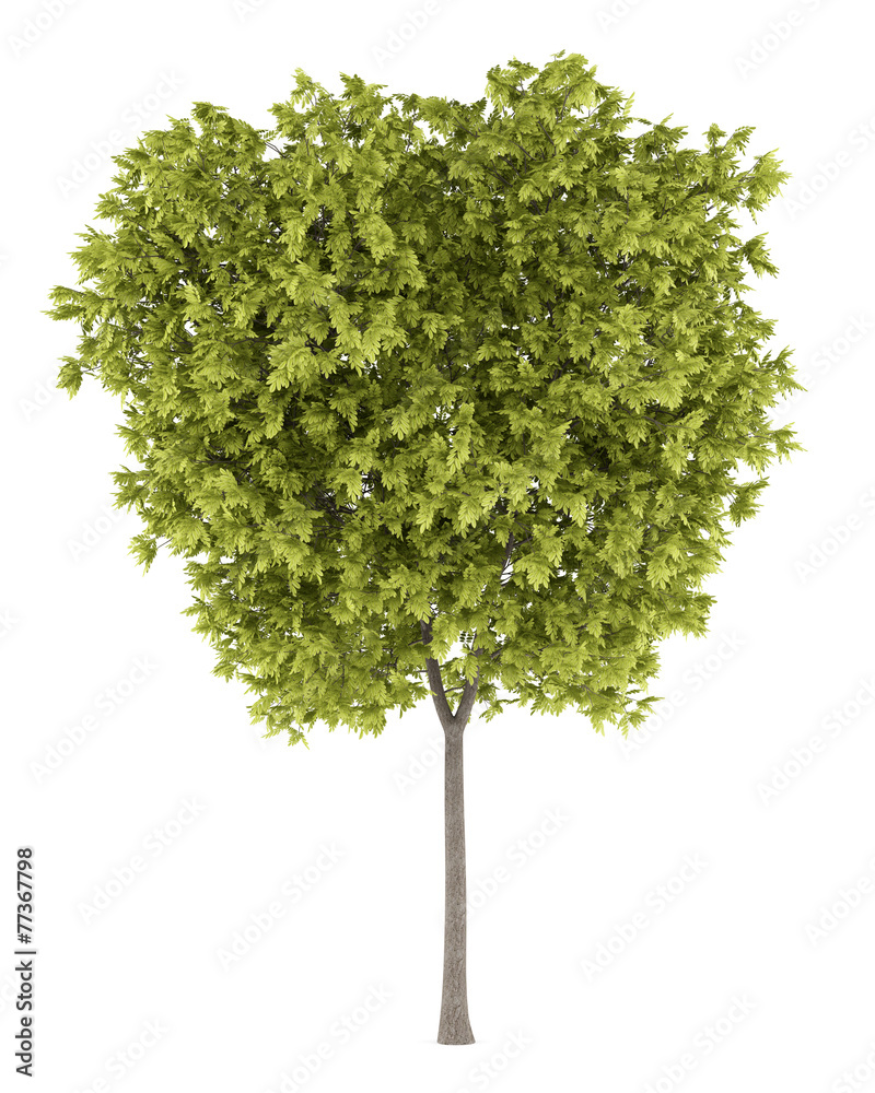 honey locust tree isolated on white background honey locust tree isolated on white background