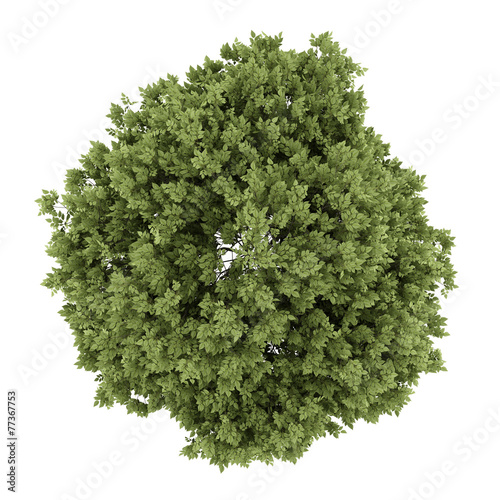 top view of hackberry tree isolated on white background