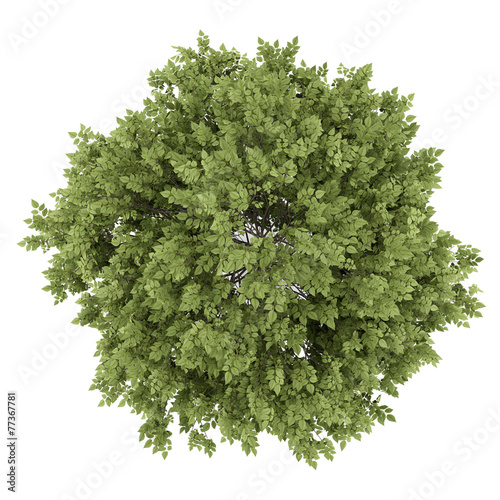 top view of hackberry tree isolated on white background photo
