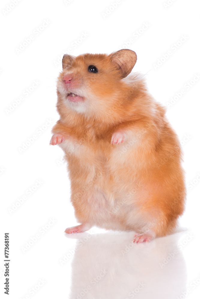 purebred syrian hamster standing up purebred syrian hamster standing up