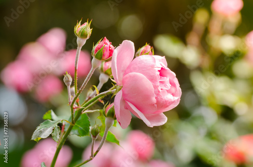 beautiful pink rose in a garden © wuttichok