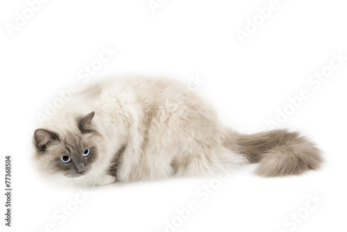 Foto Gatto ragdoll