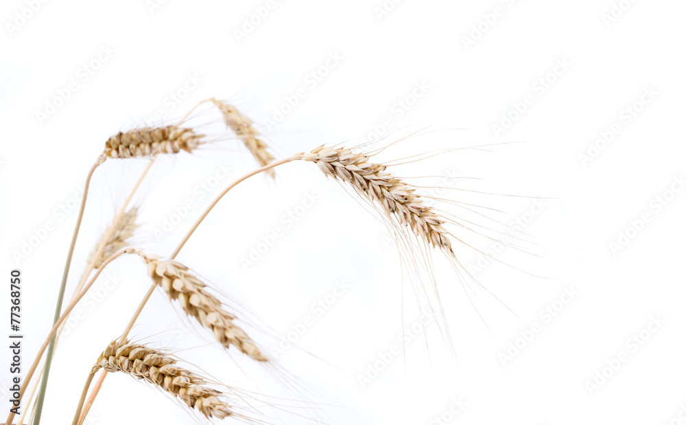 barley ears
