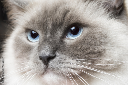 Fototapeta Naklejka Na Ścianę i Meble -  Gatto ragdoll