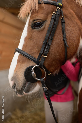 équitation