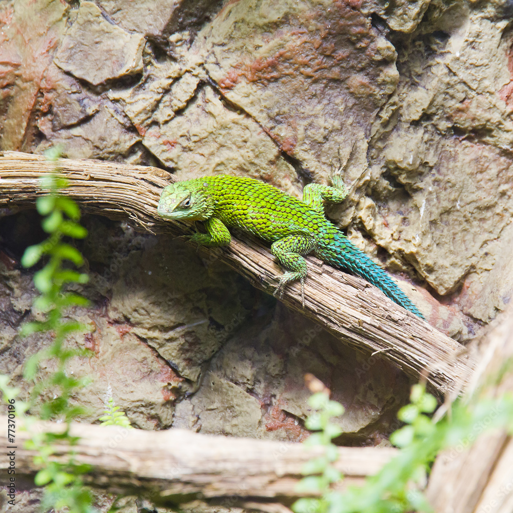 Naklejka premium Lizard