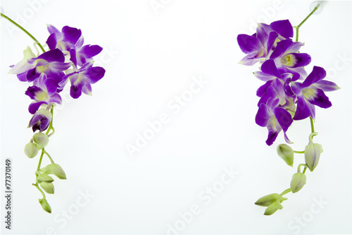 Branch purple orchid  on white background