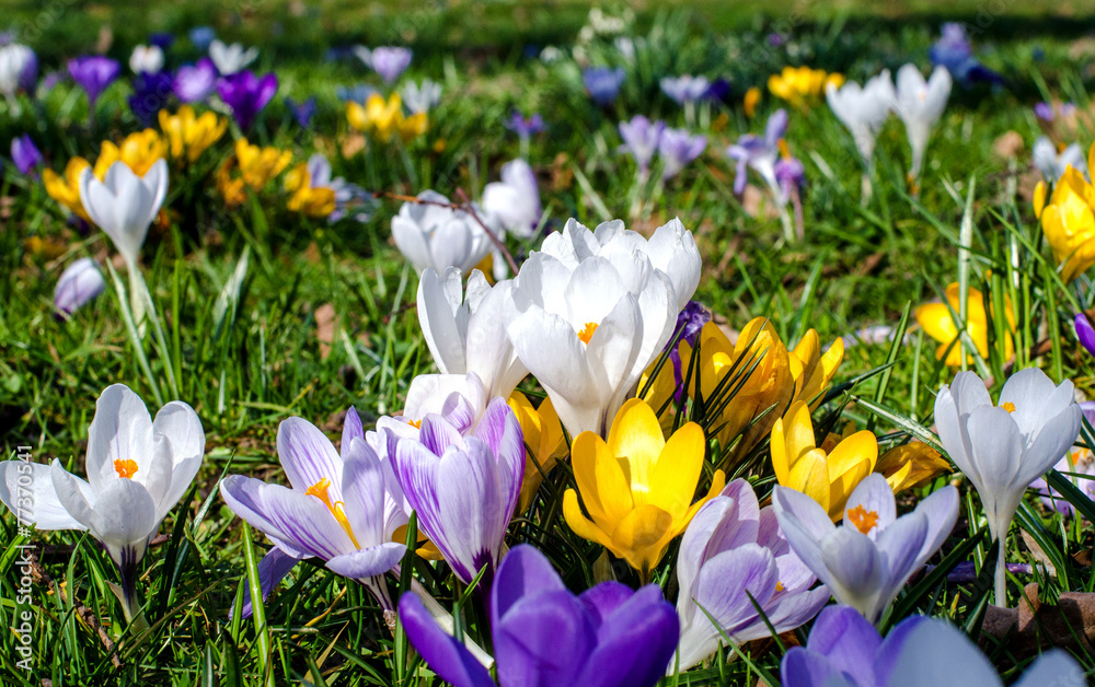 Fotobehang Krokus Lente ontwaken met een kleurrijke krokusweide :) #77370541