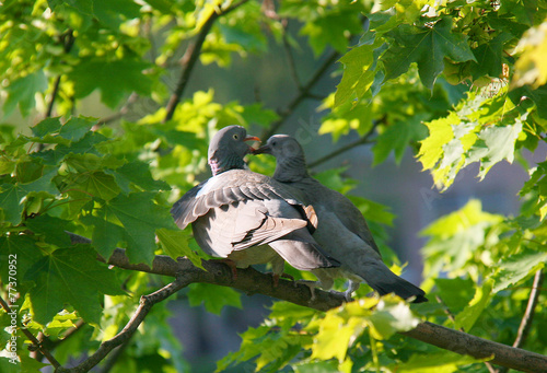 Doves