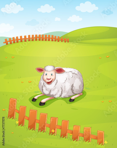 A sheep