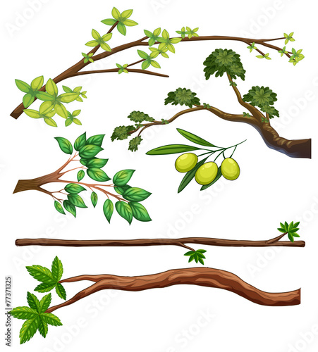Branches